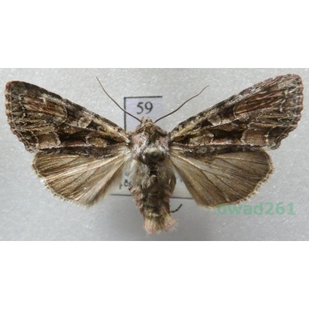 Lacanobia thalassina (Hufnagel, 1766) Czech59